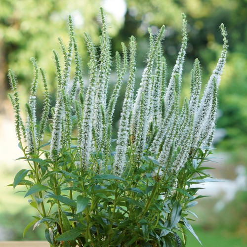 Veronica spicata 'Snow Candles' - Kassisaba 'Snow Candles' P11/0,75L